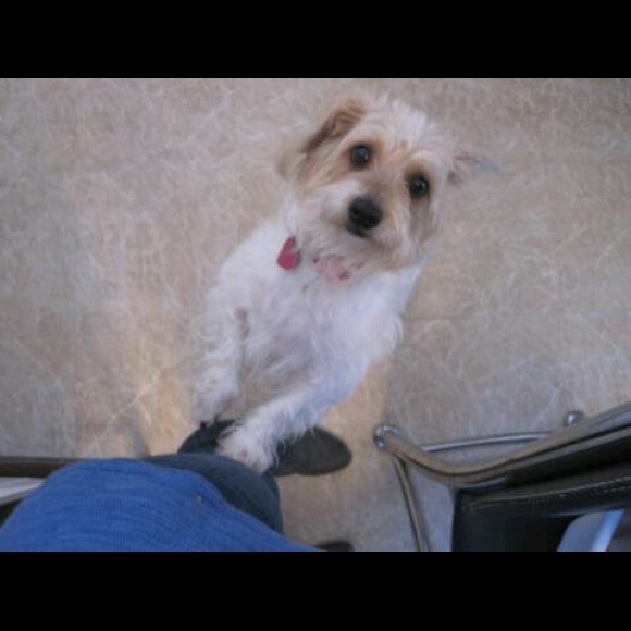 Top Seller/Posh Ambassador💕 - Picture 6 of 6